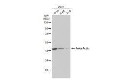 Invitrogen beta Actin Polyclonal Antibody 100 &mu;L; Unconjugated:Antibodies,
