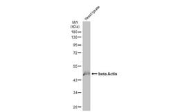 Invitrogen beta Actin Polyclonal Antibody 100 &mu;L; Unconjugated:Antibodies,