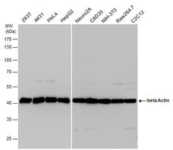 Invitrogen beta Actin Polyclonal Antibody 100 &mu;L; Unconjugated:Antibodies,