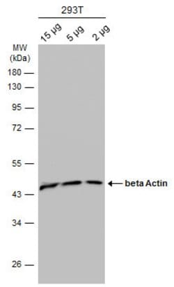 Invitrogen beta Actin Polyclonal Antibody 100 &mu;L; Unconjugated:Antibodies,