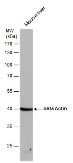 Invitrogen beta Actin Polyclonal Antibody 100 &mu;L; Unconjugated:Antibodies,