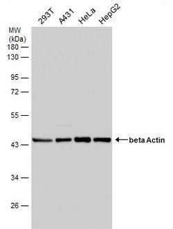 Invitrogen beta Actin Polyclonal Antibody 100 &mu;L; Unconjugated:Antibodies,