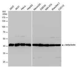 Invitrogen beta Actin Polyclonal Antibody 100 &mu;L; Unconjugated:Antibodies,