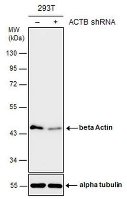 Invitrogen beta Actin Polyclonal Antibody 100 &mu;L; Unconjugated:Antibodies,
