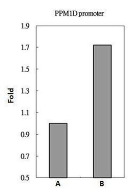 Invitrogen NFkB p105 Polyclonal Antibody 100 &mu;L; Unconjugated:Antibodies,