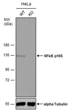 Invitrogen NFkB p105 Polyclonal Antibody 100 &mu;L; Unconjugated:Antibodies,