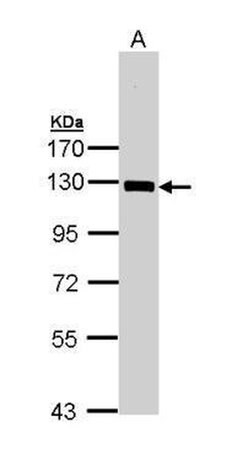 Invitrogen NFkB p105 Polyclonal Antibody 100 &mu;L; Unconjugated:Antibodies,