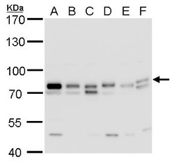 Invitrogen GTPBP4 Polyclonal Antibody 100 &mu;L; Unconjugated:Antibodies,