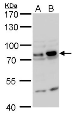 Invitrogen GTPBP4 Polyclonal Antibody 100 &mu;L; Unconjugated:Antibodies,