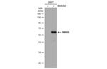 SMAD2 Polyclonal Antibody, Invitrogen™