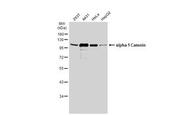 Catenin alpha-1 Polyclonal Antibody, Invitrogen 100 &mu;L; Unconjugated:Antibodies,