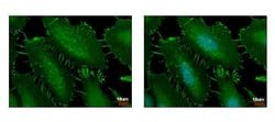 Catenin alpha-1 Polyclonal Antibody, Invitrogen 100 &mu;L; Unconjugated:Antibodies,