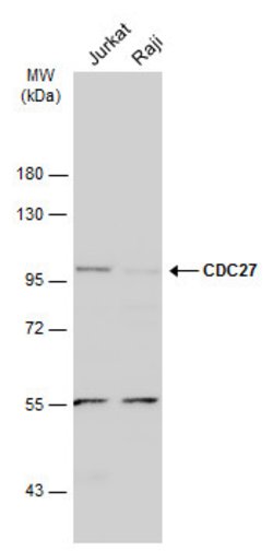 Invitrogen Cdc27 Polyclonal Antibody 100 &mu;L; Unconjugated:Antibodies,