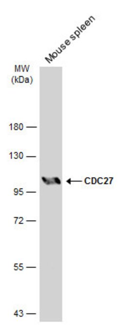 Invitrogen Cdc27 Polyclonal Antibody 100 &mu;L; Unconjugated:Antibodies,