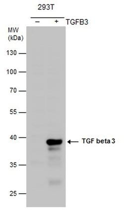 Invitrogen TGF beta-3 Polyclonal Antibody 100 &mu;L; Unconjugated:Antibodies,