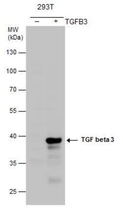 Invitrogen TGF beta-3 Polyclonal Antibody 100 &mu;L; Unconjugated:Antibodies,
