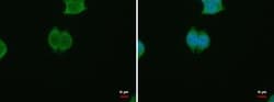 Invitrogen PSKH1 Polyclonal Antibody 100 &mu;L; Unconjugated:Antibodies,