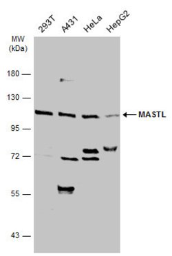 Invitrogen MASTL Polyclonal Antibody 100 &mu;L | Buy Online | Invitrogen&trade; | Fisher Scientific