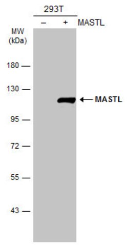 Invitrogen MASTL Polyclonal Antibody 100 &mu;L | Buy Online | Invitrogen&trade; | Fisher Scientific