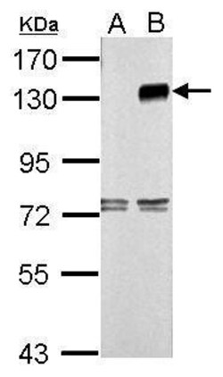 Invitrogen TLR9 Polyclonal Antibody 100 &mu;L; Unconjugated:Antibodies,