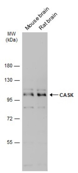 Invitrogen CASK Polyclonal Antibody 100 &mu;L; Unconjugated:Antibodies,