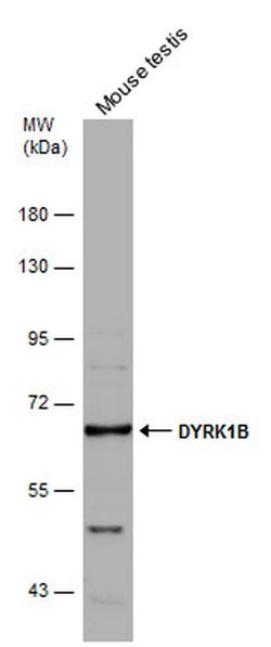Invitrogen DYRK1B Polyclonal Antibody 100 &mu;L; Unconjugated:Antibodies,