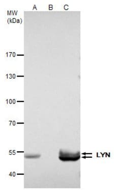 Invitrogen Lyn Polyclonal Antibody 100 &mu;L; Unconjugated:Antibodies,