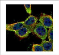 Invitrogen Lyn Polyclonal Antibody 100 &mu;L; Unconjugated:Antibodies,