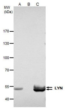 Invitrogen Lyn Polyclonal Antibody 100 &mu;L; Unconjugated:Antibodies,
