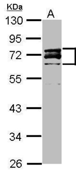 Invitrogen Lamin A/C Polyclonal Antibody 100 &mu;L; Unconjugated:Antibodies,
