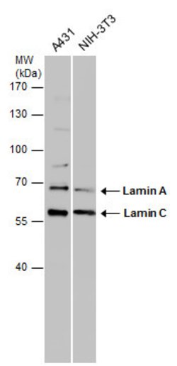 Invitrogen Lamin A/C Polyclonal Antibody 100 &mu;L; Unconjugated:Antibodies,