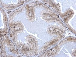 Invitrogen Lamin A/C Polyclonal Antibody 100 &mu;L; Unconjugated:Antibodies,
