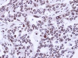 Invitrogen Lamin A/C Polyclonal Antibody 100 &mu;L; Unconjugated:Antibodies,