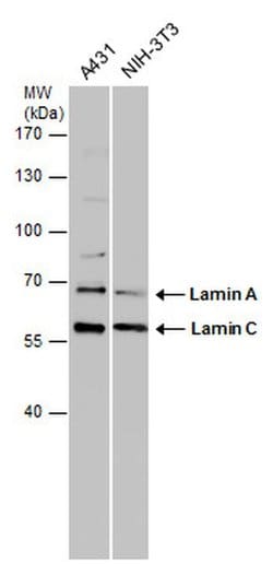 Invitrogen Lamin A/C Polyclonal Antibody 100 &mu;L; Unconjugated:Antibodies,