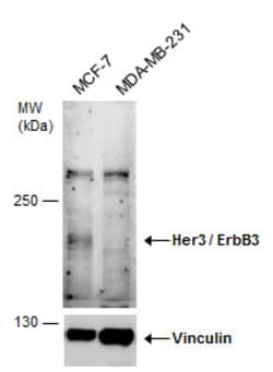 Invitrogen ErbB3 Polyclonal Antibody 100 &mu;L; Unconjugated:Antibodies,