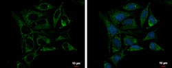 Invitrogen PRDX3 Polyclonal Antibody 100 &mu;L; Unconjugated:Antibodies,