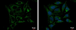 Invitrogen PRDX3 Polyclonal Antibody 100 &mu;L; Unconjugated:Antibodies,