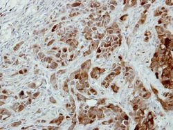 Invitrogen PRDX3 Polyclonal Antibody 100 &mu;L; Unconjugated:Antibodies,