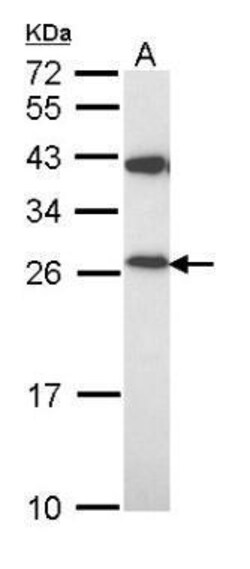 Invitrogen PRDX3 Polyclonal Antibody 100 &mu;L; Unconjugated:Antibodies,