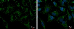 Invitrogen PRDX3 Polyclonal Antibody 100 &mu;L; Unconjugated:Antibodies,