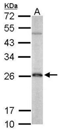 Invitrogen PRDX3 Polyclonal Antibody 100 &mu;L; Unconjugated:Antibodies,