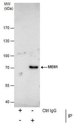 Invitrogen Menin Polyclonal Antibody 100 &mu;L; Unconjugated:Antibodies,