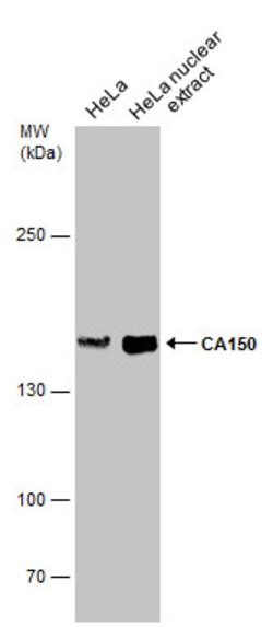 Invitrogen CA150 Polyclonal Antibody 100 &mu;L | Buy Online | Invitrogen&trade; | Fisher Scientific