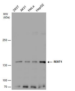 Invitrogen UPF1 Polyclonal Antibody 100 &mu;L; Unconjugated:Antibodies,