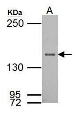Invitrogen SRC1 Polyclonal Antibody 100 &mu;L; Unconjugated:Antibodies,