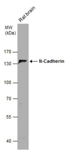 Invitrogen N-cadherin Polyclonal Antibody 100 &mu;L; Unconjugated:Antibodies,