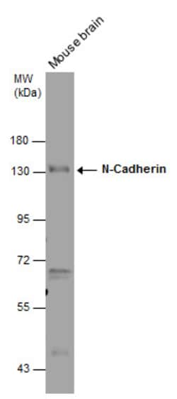 Invitrogen N-cadherin Polyclonal Antibody 100 &mu;L; Unconjugated:Antibodies,