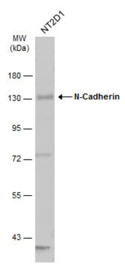 Invitrogen N-cadherin Polyclonal Antibody 100 &mu;L; Unconjugated:Antibodies,