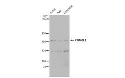 Invitrogen CD163L1 Polyclonal Antibody 100 &mu;L; Unconjugated:Antibodies,