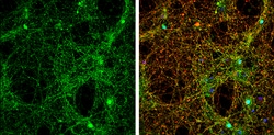 alpha Synuclein Polyclonal Antibody:Antibodies, Polyclonal